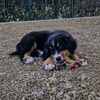 mya_the_little_berner