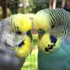 Joepie&Binkie budgies