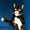 ozierjunior7