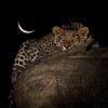 𝓳𝓪𝓬𝓴𝓼𝓸𝓷 🐆
