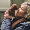 toypoodleforsale