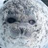 the_cutie_seal