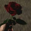 amiraashraf368
