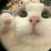 pin_rawrr