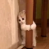 motminhcubgtot1