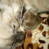 dasha_1235778