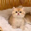 khuiibox