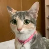 dannacatunga