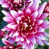 flowers_it_love