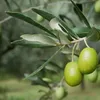 afrin_paradies