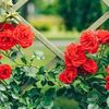 hanan.lachehab