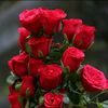 usermissrose19
