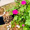 khairia.shateeb