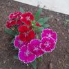 carmenbarrantes1