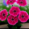 🌺🌺🌺🌺
