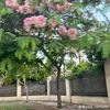 fatma.ahmad307
