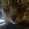 thespeciakittycat