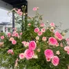 sweethome_6688