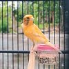 kicau.rumahan56