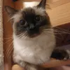 hlioa_540