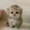 gatw_5