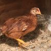 goldenegg8