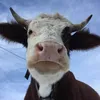phamnam4