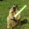 Marmot Funny