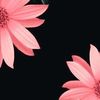 rosas.blancas0