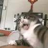 catwink0