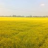 shakhipore