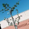 rifiye2