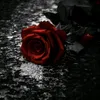 user8230611006978