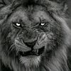 mohamed.maamer54