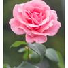 elnareelnare82