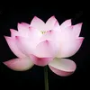 sofy1_408