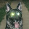 sheppy_shenanigan