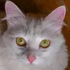 lagatakimba