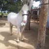 felipe2306110
