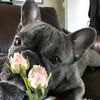cat_dog.bulldog