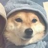 the_goblin__