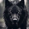 bad_wolf_wa