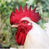 ayam1244565