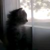 11223344bunny