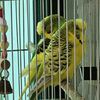 mybudgiewont_bugd