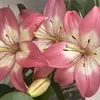 shilalae affiliate