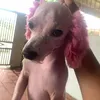 hauluomboi