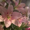 nut_805