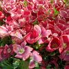 nazar_boncugu2302