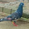 sohail.gujja1434